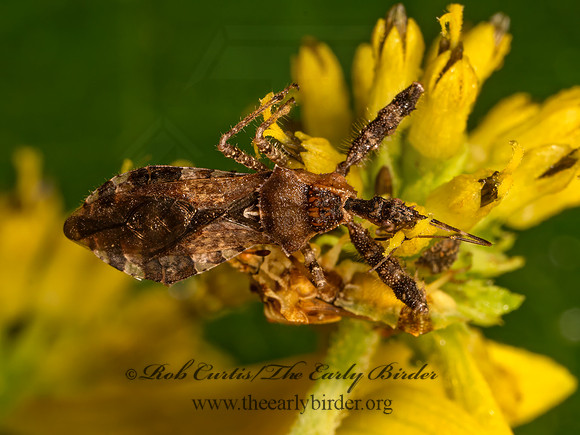 Sinea spinipes ASSASSIN BUG 9083326