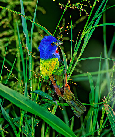 Passerina ciris  PAINTED BUNTING 91719z