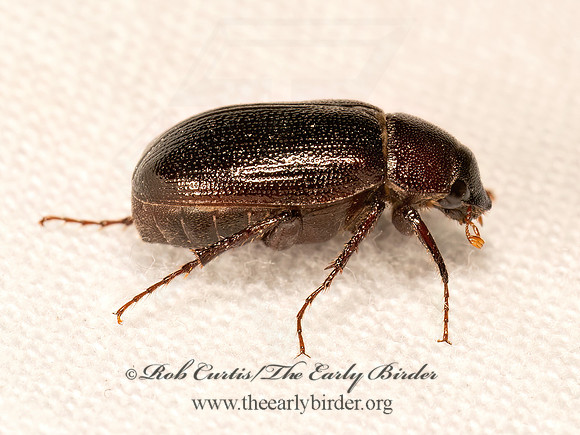 Diplotaxis harperi  MAY BEETLE 9083253z