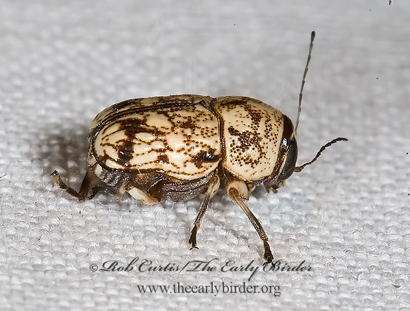 Pachybrachis chaoticus 6024672z