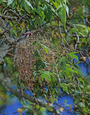 Pachyramphus aglaiae  ROSE-THROATED BECARD 94908z