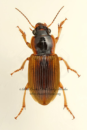 Anisodactylus discoideus 9019505z