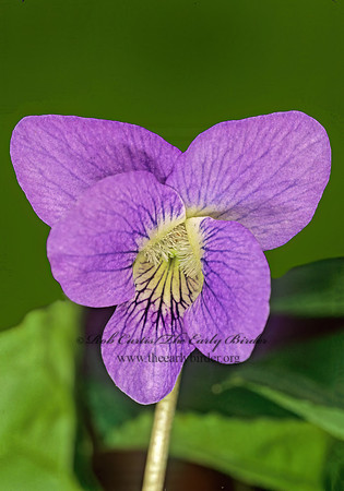 Viola affinis  LE CONTE'S VIOLET 265615z