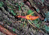 Neoxabea bipunctata  2-SPOTTED TREE CRICKET 1273614z