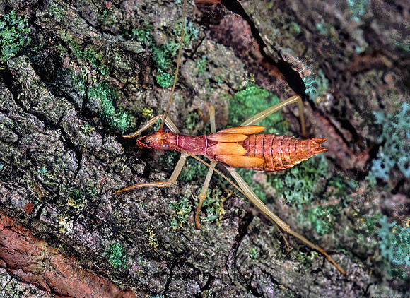 Neoxabea bipunctata  2-SPOTTED TREE CRICKET 1273614z