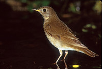 Catharus minimus  GRAY-CHEEKED THRUSH 165225z