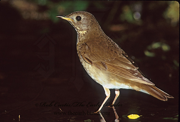 Catharus minimus  GRAY-CHEEKED THRUSH 165225z