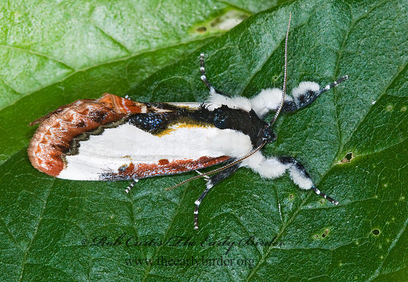 Eudryas unio PEARLY-WOOD NYMPH 7003464z