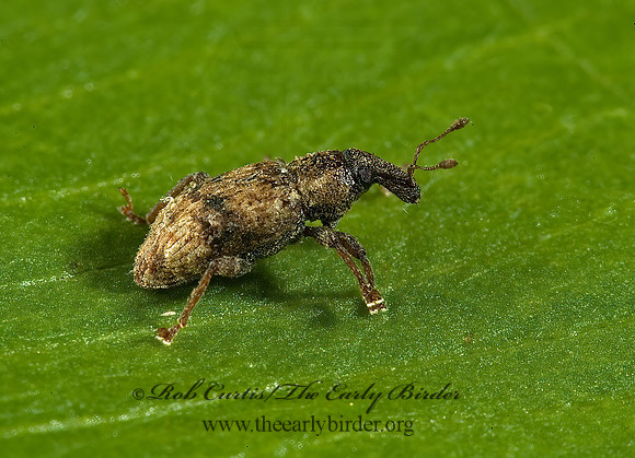 Listronotus delumbis 5012958z