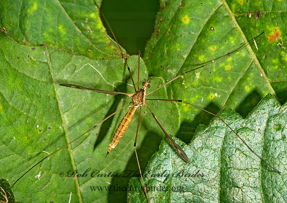Epiphragma solatrix  SPECTACLED CRANE FLY 8016978z