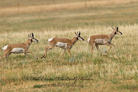 Antilocapra americana  PRONGHORN 7011621z