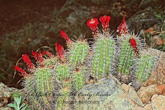 Echinocereus triglochidiatus  CLARET CUP CACTUS 75836z