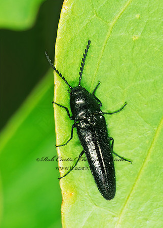 Tomocephalus substriatus 196502 z