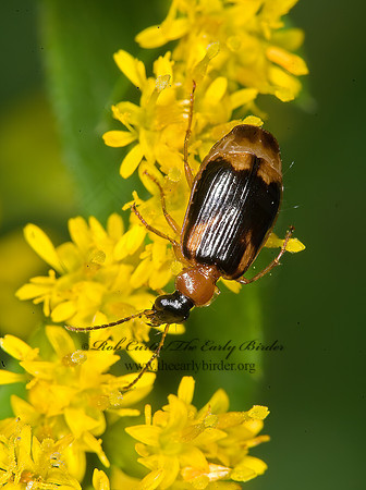 Lebia analis 6014885 z