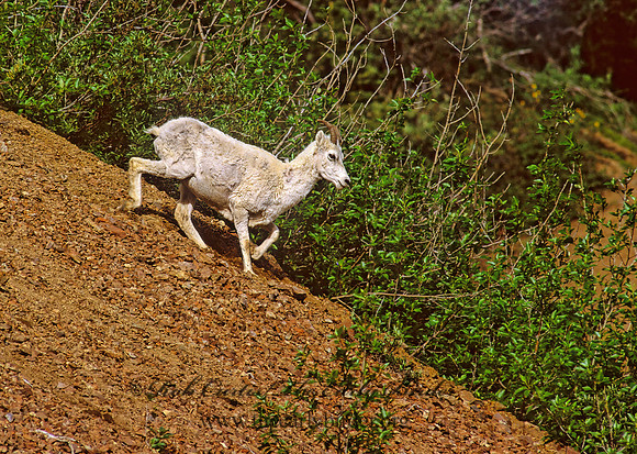 Ovis dalli  DALL SHEEP 235708z