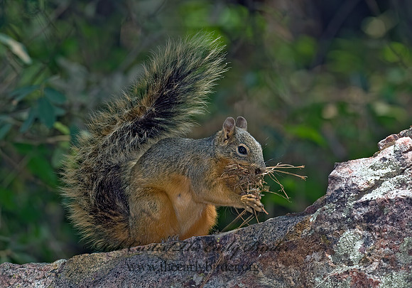 Sciurus nayaritensis  MEXICAN FOX SQUIRREL 6026860z