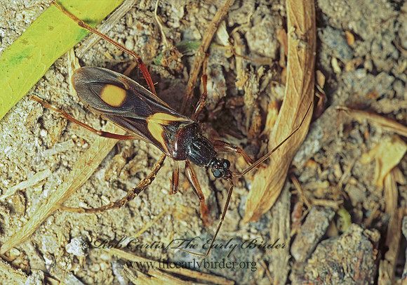 Rasahus hamatus 70829z