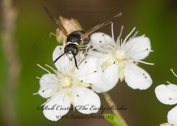 Ancistrocerus albophale  MASON WASP 9032871z