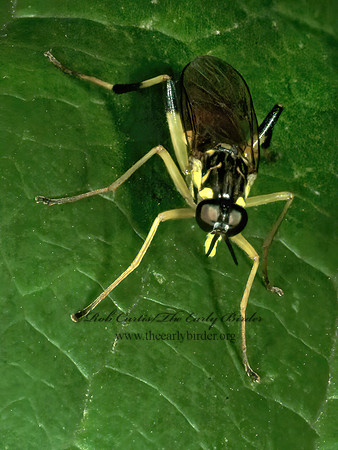 Xylomya tenthredinoides  XYLOMYID FLY 4001862az
