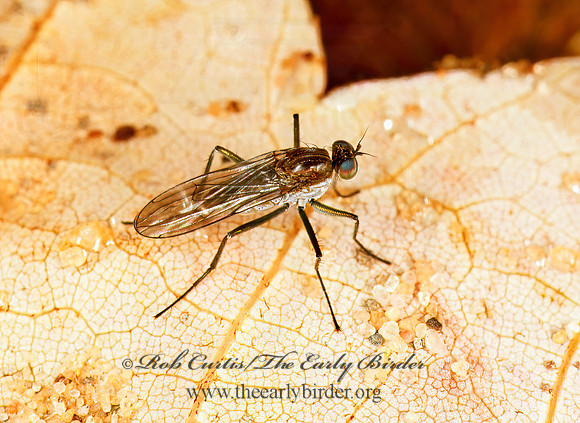 Hydrophorus chrysologus  LONGLEGGED FLY 182802z