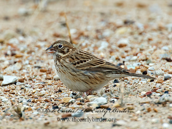 Pooecetes gramineus  VESPER SPARROW  9009468z