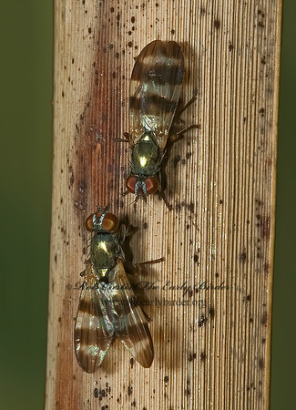 Chaetopsis masyla  PICTURE-WINGED FLY 5002499 z