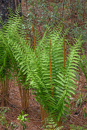 Osmundastrum cinnamomeum  CINNAMON FERN 3028318-z