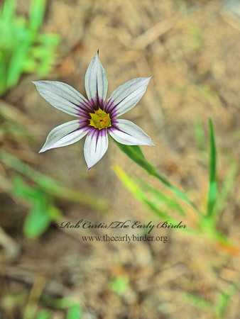 Sisyrinchium exilis   BLUE EYED GRASS 168522z