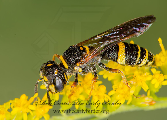 Philanthus gibbosus  BEEWOLF WASP 9003681z