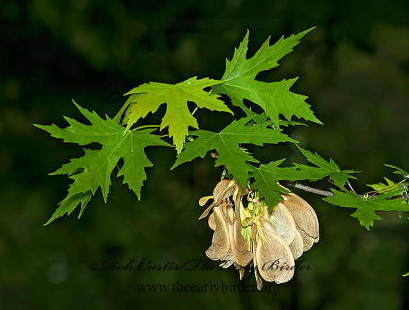 Acer saccharinum  SILVER MAPLE 4001089z