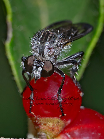 Heteropogon macerinus BRACHYRHOPINAE ROBBER FLY 9090444a