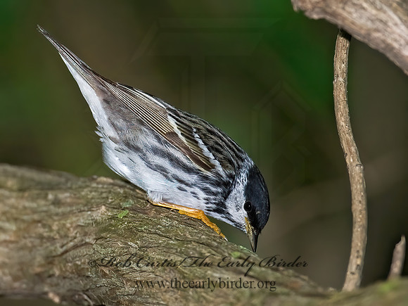 Setophaga striata  BLACKPOLL WARBLER 8013803z