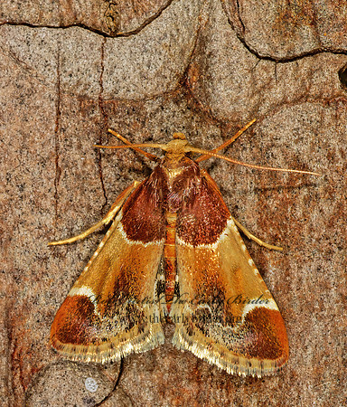 Pyralis farinalis MEAL MOTH 1111622z