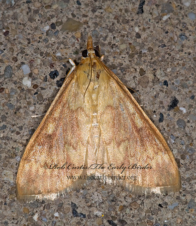 Ostrinia nubilalis EUROPEAN CORN BORER 6013030z
