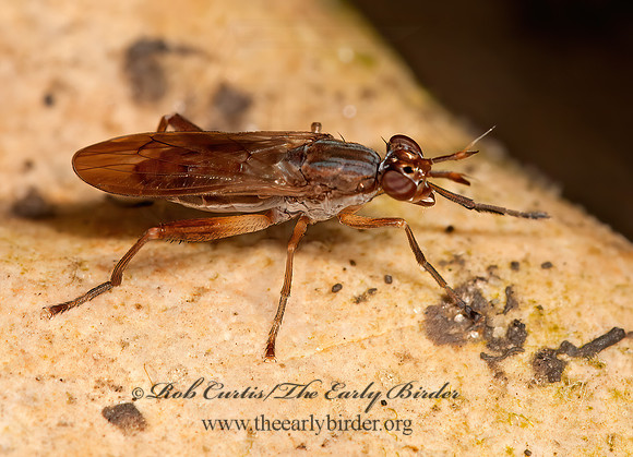 Sepedon  MARSH FLY 3015687z