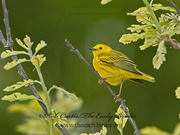 Setophaga petechia  YELLOW WARBLER 5006636z