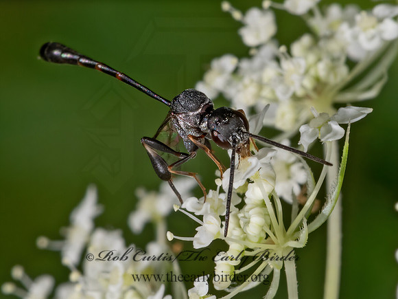 Gasteruption  GASTERUPTIID WASP 3022700z