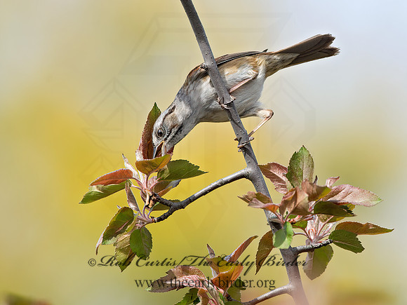 Melospiza georgiana  SWAMP SPARROW 9043019z