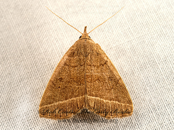 Zanclognatha marcidilinea  YELLOWISH ZANCLOGNATHA 9050206z