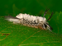 Halysidota tessellaris BANDED TUSSOCK MOTH 9063478z