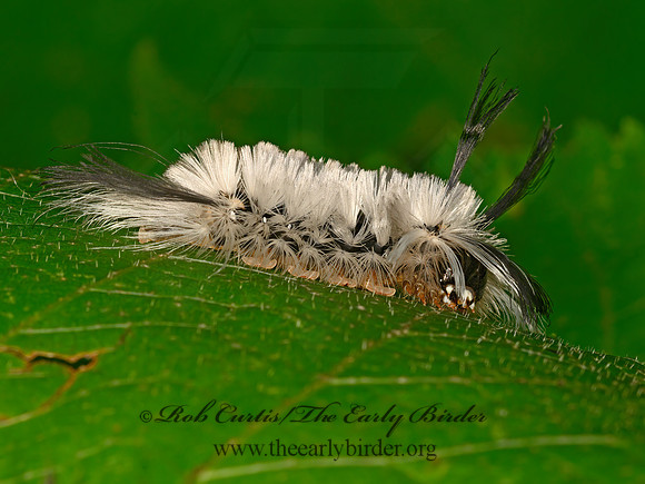 Halysidota tessellaris  BANDED TUSSOCK MOTH 9063478z