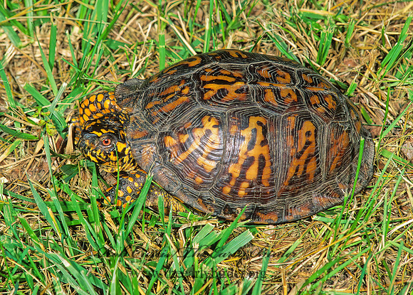 Terrapene carolina carolina  EASTERN BOX TURTLE 193317z