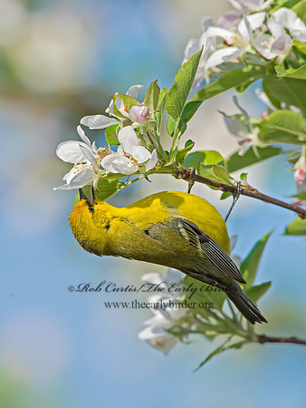 Vermivora cyanoptera  BLUE-WINGED WARBLER 9029677z
