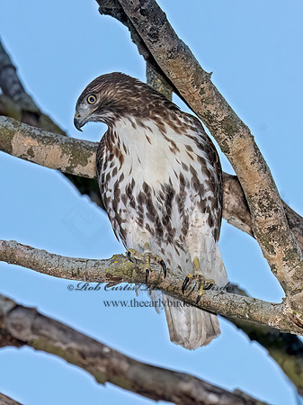 Buteo jamaicensis RED-TAILED HAWK 3047307 (1)