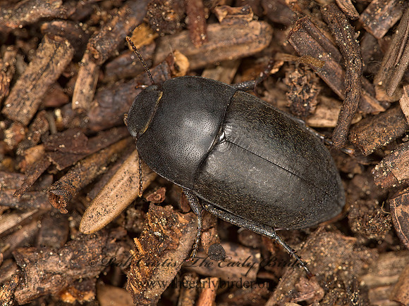 Coniontis  PIMELIINAE DARKLING BEETLE 9058254z