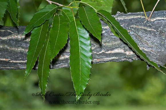 Quercus acutissima  SAWTOOTH OAK 5009126z