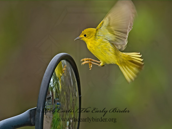 Setophaga petechia  YELLOW WARBLER 6004845z