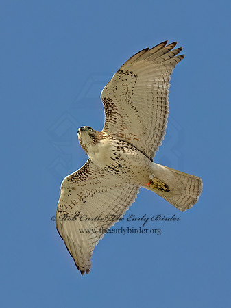 Buteo jamaicensis RED-TAILED HAWK 9091188 (1)