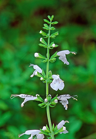 Salvia coccinea  TROPICAL SAGE 185102z