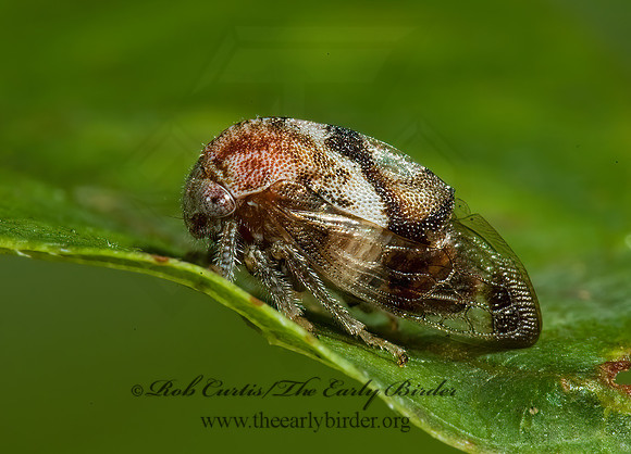 Cyrtolobus gramatanus  5011851z